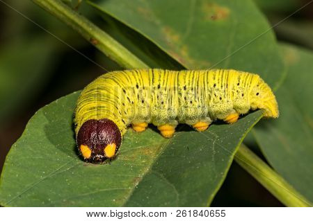 A Silver-spotted Skipper Larva On A Locust Leaf
