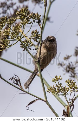 Blue Gray Gnatcatcher Bird Perched On Tree Branch Looking Staight Ahead While Foraging For Food Duri