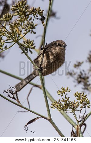 Blue Gray Gnatcatcher Bird Perched On Tree Branch Looking To The Right While Foraging For Food Durin