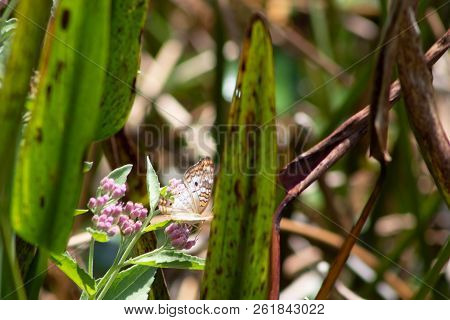 The White Peacock Butterfly Aka Anartia Jatrophae, Is A Widespread Tropical Butterfly That Just Make