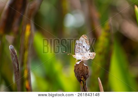 The White Peacock Butterfly Aka Anartia Jatrophae, Is A Widespread Tropical Butterfly That Just Make