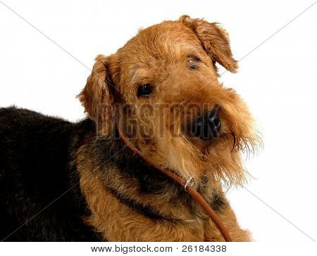 Airedale คุณ - แยกต่างหากบนพื้นสีขาว