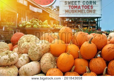 Ripe Pumpkins In A Market. Pumpkins For Helloween