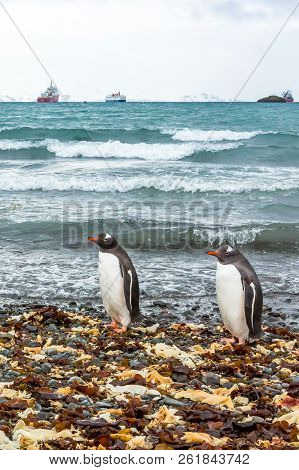 Beautiful Landscape And Scenery In Antarctica