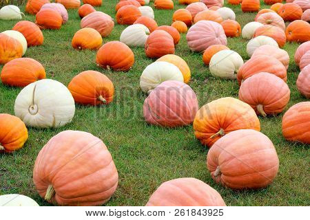 Ripe Pumpkins In A Green Field. Helloween