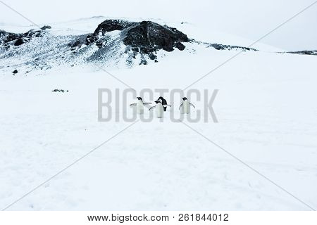 Beautiful Landscape And Scenery In Antarctica
