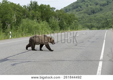 Kamchatka Brown Bear Walks Along Highway. Eurasia, Russian Far East, Kamchatka Peninsula.