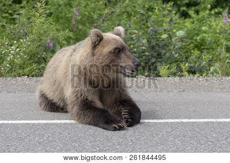 Hungry Kamchatka Brown Bear Lies On Asphalt Road, Heavily Breathing, Sniffing And Looking Around. Eu