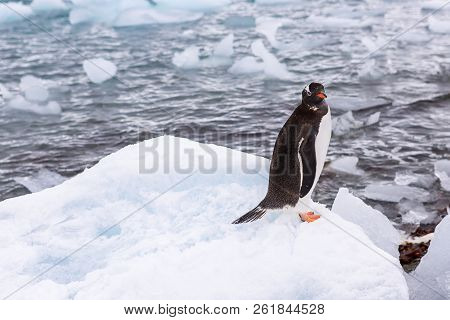 Beautiful Landscape And Scenery In Antarctica