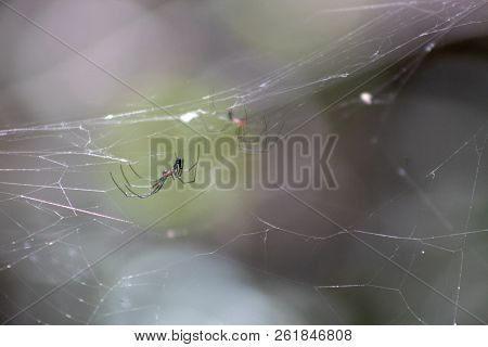 Spider In Florida Swamp