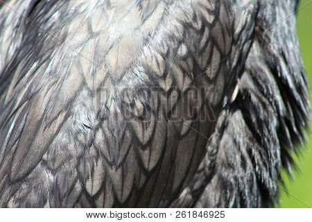 Black Bird With Teal Eyes In Florida