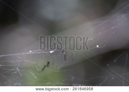 Spider In Florida Swamp