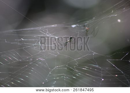 Spider In Florida Swamp