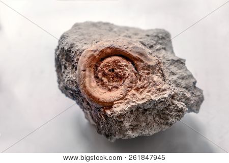 Sample Of Ammonite Prehistoric Fossil On The Surface Of The Stone, Archeology And Paleontology Conce
