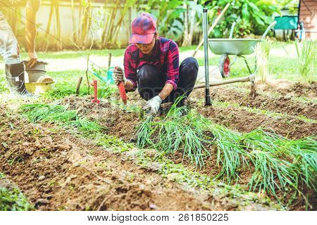 Asian Men And Women Plant Vegetables Gardening At The Backyard. Women Asia Dig Into Soil The Vegetab