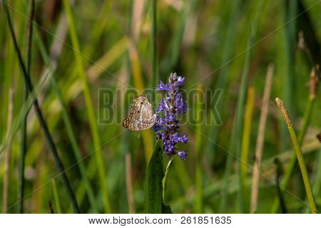 The White Peacock Butterfly Aka Anartia Jatrophae, Is A Widespread Tropical Butterfly That Just Make