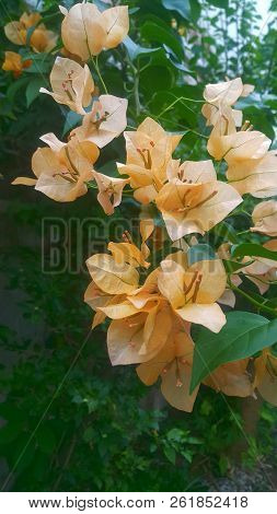 Cloed Up Image Of Spring Orange Flowers With Green Leaf, Abstract Soft Floral Background