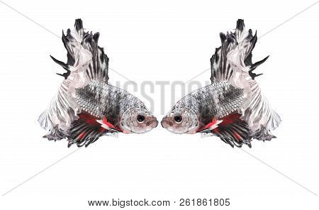 Fighting Fish, Beautiful Fish, Beautiful Color Fighting Fish Siam, White Background