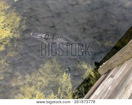 Alligator Enjoying Sun In Florida