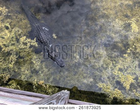 Alligator Enjoying Sun In Florida