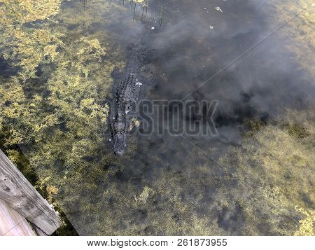 Alligator Enjoying Sun In Florida