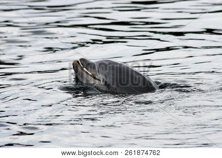 A Detail Shot Of A Dolphin (delphinidae)