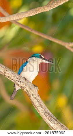 Bird (white-collared Kingfisher) In A Nature Wild