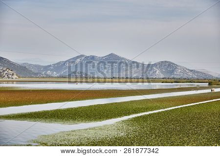 Skadar Lake. National Park. Famous Place. Montenegro. Summer