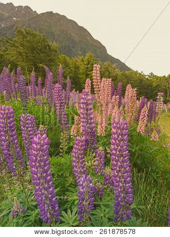 Violet Lupine Flower New Zealand Summer Season Natural Landscape Background
