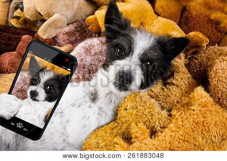 Dog Resting  Having  A Siesta  On His Bed With His Teddy Bears,   Tired And Sleepy, Taking A Selfie 