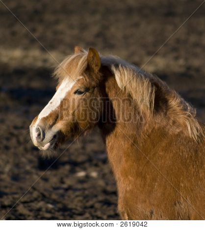 Cavalo