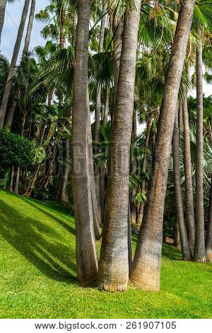 Palm Tree Trunks Washingtonia Robusta (mexican Fan Palm Or Mexican Washingtonia). Background.