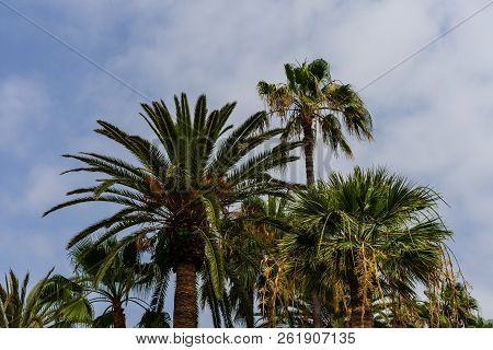 Palm Tree Crown Of Washingtonia Robusta (mexican Fan Palm Or Mexican Washingtonia) Against The Sky.