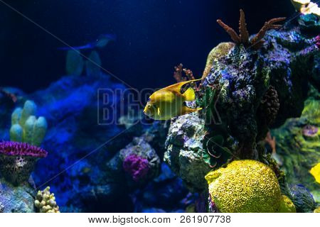 Tropical Fish Queen Angelfish (holacanthus Ciliaris) Living In The Waters Of The Atlantic Ocean.