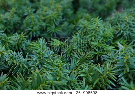 Nature Background With Green Needle-like Juniper Leaves