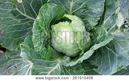 Ripe Fresh Cabbage On A Garden Bed