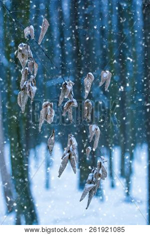 Photo Of The Dry Leaves In The Forest In Winter With Falling Snow