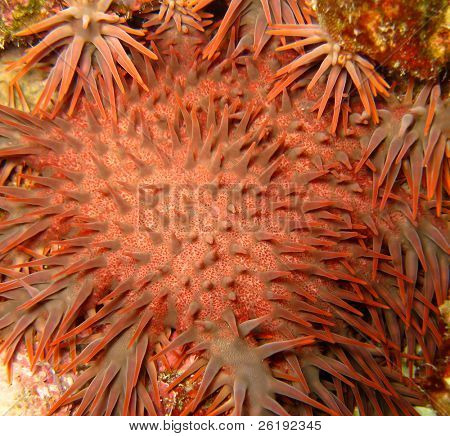 Rojo y naranja starfish 