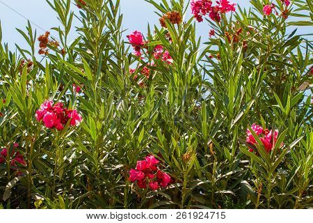 Nerium Oleander, Flowering Bush Of Pink Oleander