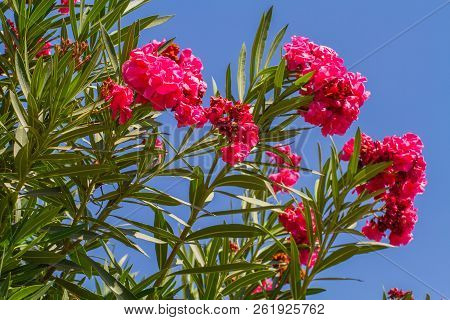 Nerium Oleander, Flowering Bush Of Pink Oleander