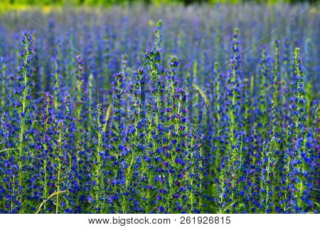 A Salvia Superba In Summer On Meadow
