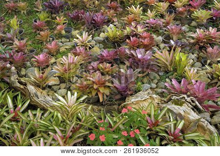 Group Of The Blooming Colorful Bromelia Flower. Close View Of Bromeliad Flowers. Tropical Plant On A