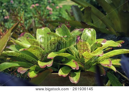 The Colorfull Beautiful Green Bromelia Plant In The Park. Close View Of Bromeliad Flower. Tropical P