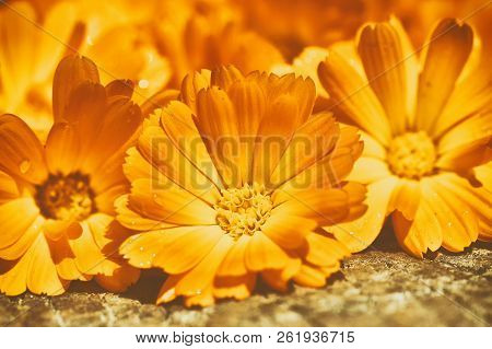 Bouquet Of Calendula (calendula Officinalis L.) On Vintage Wooden Board. Processed In Nik Color Efex