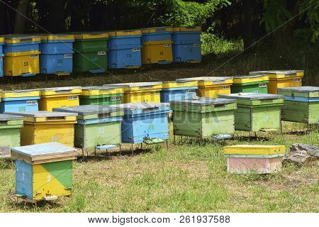 Beekeeper Take Honeycomb Frame Out From Beehive