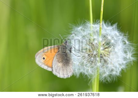 Taraxacum Or Dandelion And Butterfly. Pappus Of Taraxacum Officinale (dandelion). Ripe Fruits (cypse