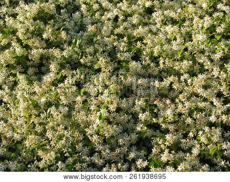 Climbing Jasmine Hedge With Flowers On Green Leaf Background . Trachelospermum Jasminoides Or Rhynch