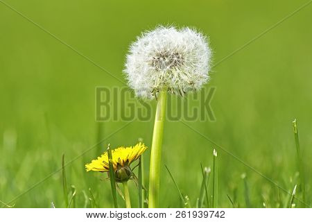 Taraxacum Or Dandelion. Pappus Of Taraxacum Officinale (dandelion). Ripe Fruits (cypsela) Of Taraxac