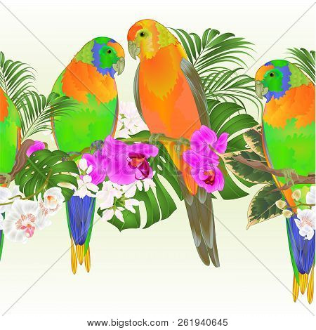 Tropical Border Seamless Background Sun Conure Parrots Tropical Birds Standing  On A Branch White An