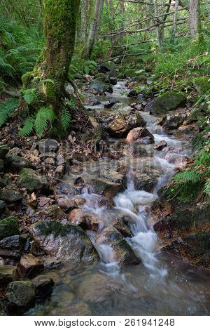 Small Creek In The Forest, Idyllic Landscape Along The Camino De Santiago Trail, Asturias, Spain